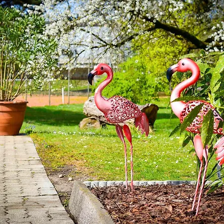 إيبيس ستايلز لينز